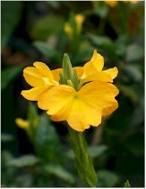 Yellow Firecracker Flower, Crossandra, Yellow Crossandra, Crossandra infundibuliformis 'Lutea'